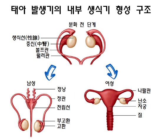 인간 태아 발생기의 내부 생식기 형성 구조 ⓒ스트레이트뉴스/그래픽:김현숙
