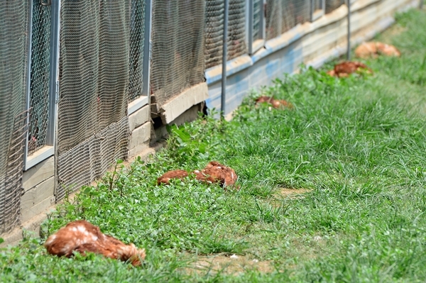 재난 수준의 기록적인 폭염이 맹위를 떨치는 가운데 24일 충북 증평군 증평읍의 증평영농조합 양계장 사육동 주변에 폐사한 닭들이 널브러져 있다./사진=뉴시스