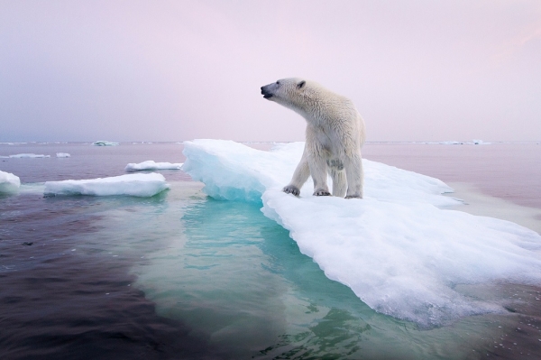 유빙 증가는 북극곰에게 사냥터 감소를 의미한다(자료:animalia-life club)
