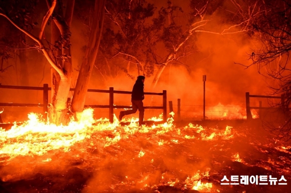 벨 에어(Bel Air)의 부유한 교외 지역. 한 주민이 불길 속에서 뛰고 있다. 로스엔젤레스 타임스는 405번 고속도로 북쪽이 폐쇄된 가운데, 수요일(현지시간) 초 불길이 벨 에어 교외 지역에 도달했다고 보도했다.(자료:getty image) ⓒ스트레이트뉴스