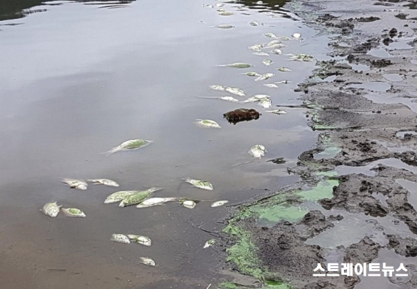 안동호에서 매년 반복되는 물고기 폐사(자료:안동환경운동연합) ⓒ스트레이트뉴스