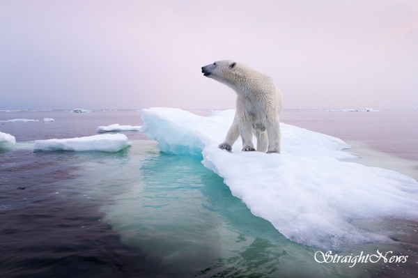 유빙 증가는 북극곰에게 사냥터 감소를 의미한다(자료:animalia-life club) ⓒ스트레이트뉴스DB