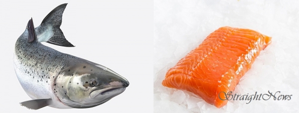 노르웨이산 양식 연어(Atlantic Salmon)(자료:turbosquid/manettas) ⓒ스트레이트뉴스
