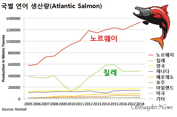 전 세계 양식 연어 생산 총합을 훨씬 능가하는 노르웨이의 생산 규모(자료:Kontali) ⓒ스트레이트뉴스/디자인:김현숙