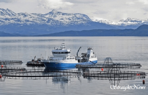 노르웨이 피오르드(fjord)의 한 연어 해상 가두리에서 선박을 동원해 살충제를 살포하는 모습(자료:naturalsynergycure.com) ⓒ스트레이트뉴스