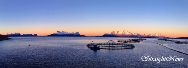노르웨이 북부 스테이겐(Steigen) 내만에 설치된 연어 해상 가두리(자료:Discover by Tom Yulsman) ⓒ스트레이트뉴스