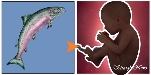 연어에 함유된 환경독소는 모유를 통해 어머니로부터 태아에게 최대 94%까지 전달된다. ⓒ스트레이트뉴스/그래픽:김현숙
