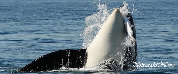 연어를 사냥하는 범고래(Killer Whale)(자료:americanrivers by Nicky Pasi)