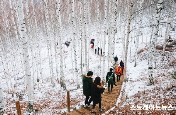 강원도 ‘치유의 숲’에서 힐링 투어를 즐기는 국내 여행객들(자료:한국관광공사) ⓒ스트레이트뉴스DB