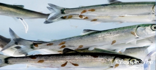 바다 이(Sea Lice)에 감염된 연어 새끼(smolt). 바다 이는 세계 연어 양식업자들이 가장 골머리를 앓는 ‘양식업계의 천적’이다.(자료:theovercast) ⓒ스트레이트뉴스