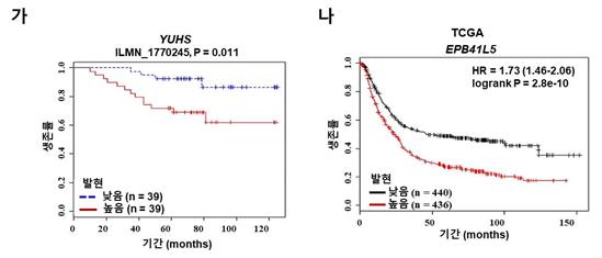 EPB41L5 과발현 시 위암환자의 낮은 생존율. 세브란스병원(YUHS) 위암환자군(가) 및 TCGA(나) 데이터 분석 결과, EPB41L5 발현이 높은 위암 환자군에서 생존율이 낮은 것으로 나타났다. (사진=한국연구재단 제공)