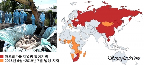 살처분 현장과 전 세계 아프리카돼지열병 현황(자료:UPI) ⓒ스트레이트뉴스