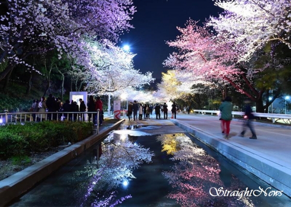 야간 벚꽃축제가 한창인 렛츠런파크 서울(서울경마공원)(2017.04)(자료:서울관광재단) ⓒ스트레이트뉴스