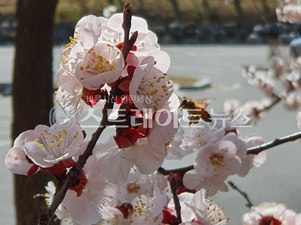 ◇광주-기아챔피언스필드 옆에 있는 무등야구장 바깥으로 봄꽃이 많이 피었다. 사진은 벚꽃. (사진=이준혁 기자)