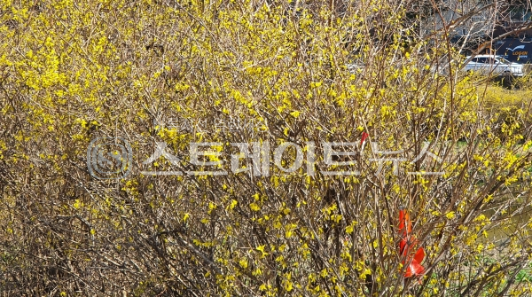 ◇광주-기아챔피언스필드 인근의 광주천 변으로 개나리 꽃이 많이 피었다. (사진=이준혁 기자)