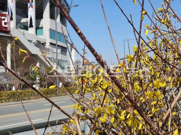 ◇광주-기아챔피언스필드 인근의 광주천 변으로 개나리 꽃이 많이 피었다. (사진=이준혁 기자)