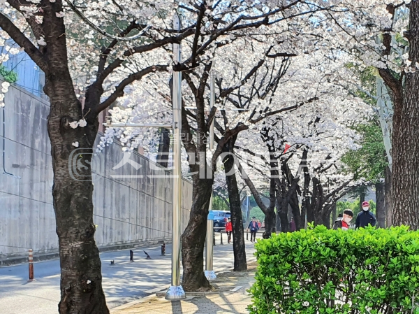 ◇사직야구장 서쪽의 주차장 주변에는 벚꽃이 핀 벚나무가 꽤 많아서, 이를 배경으로 사진을 촬영하는 사람이 적잖았다. (사진=이준혁 기자)