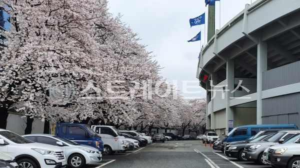 ◇마산야구장과 야구장 밖 건물의 경계를 이루는 벽 쪽으로 심어진 벚나무에는 올해도 벚꽃이 풍성히 피었다. (사진=이준혁 기자)