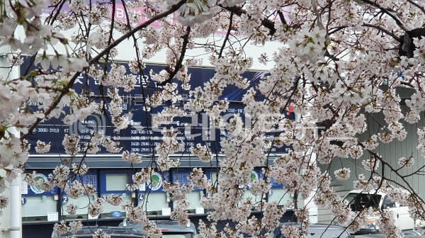 ◇마산야구장 구역과 남쪽 건물의 경계를 이루는 벽의 주변에 심어진 벚나무에는 올해도 벚꽃이 풍성히 피었다. 마산야구장 매표소에는 아직도 2019년 퓨처스리그 홈경기 일정표가 부착됐다. (사진=이준혁 기자)