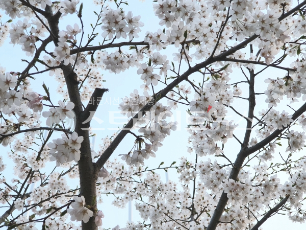 ◇인천1호선 문학경기장역 2번출구의 인근 벚나무의 벚꽃. (사진=이준혁 기자)