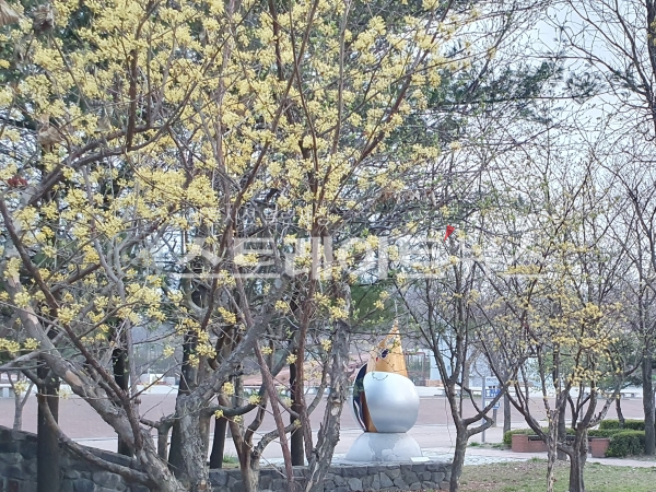 ◇인천1호선 문학경기장역 2번출구의 인근의 나무 위에 꽃이 피었다. (사진=이준혁 기자)
