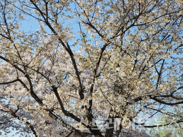 ◇코로나19 확산 방지를 위해 서울시와 영등포구는 국회의사당 주변부의 '여의도 벚꽃길'을 절정기 11일간(4월1-11일) 폐쇄했다. 벚나무에 벚꽃이 만발한 모습이 아름답다. (사진=이준혁 기자)