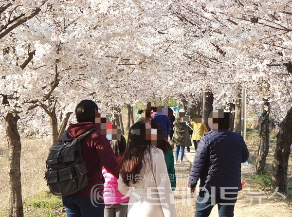 ◇벚꽃이 만발한 황구지천 벚꽃길에 많은 사람들이 걸어가고 있다. (사진=이준혁 기자)