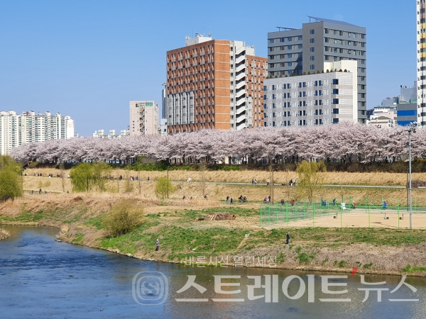 ◇안양천 서쪽에서 바라본 동쪽 벚꽃길 모습. (사진=이준혁 기자)