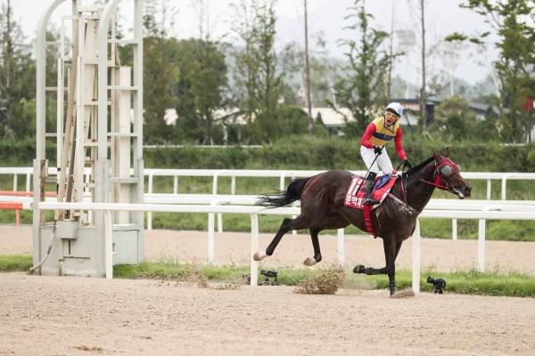 한국마사회가 1990년 이후 전설의 경주마 '톱 14'를 추려 2000m 가상대결을 펼친 결과, 문학치프가 각각 2위와 3위를 차지한 동반의 강자와 돌콩을 제치고 우승했다. 사진은 2019년 9월 열린 코리아컵 우승 당시 문학치프/제공=한국마사회