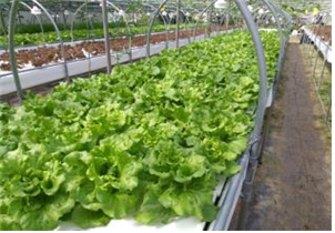 안성 아쿠아포닉스(채소，메기)