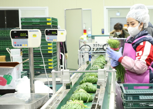 CJ프레시웨이가 농산물 패킹스토리지 센터에서 계약재배 한 농산물을 상품화해 출하하고 있다. 사진=CJ프레시웨이