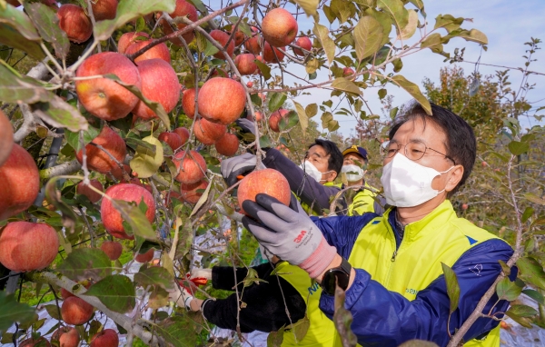 지난 5일 충남 예산 사과농가를 방문해 임직원 봉사단과 함께 사과 수확에 나선 NH농협금융 손병환 회장(제공=NH농협금융)