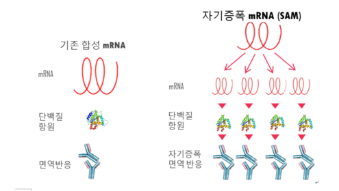 국내 연구진이 코로나19의 다양한 변이에 대응할 수 있는 종합백신 원천기술을 개발해 임상시험에 본격나설 계획이다. 사진은 SAM 백신 플랫폼의 원천기술 개발 사진. 윙스타바이오 제공