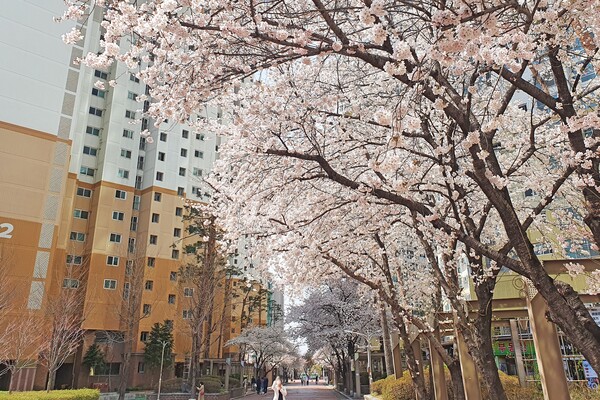 대구의 한 아파트 단지 옆 도로에 벚꽃이 활짝 피어 있다. 본문과 무관. /사진=연합뉴스
