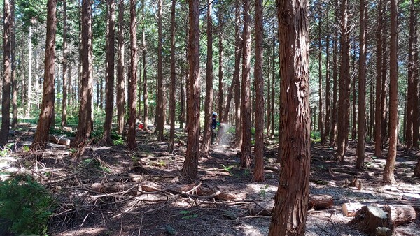공익숲가꾸기 (사진= 제주시 공원녹지과 제공)