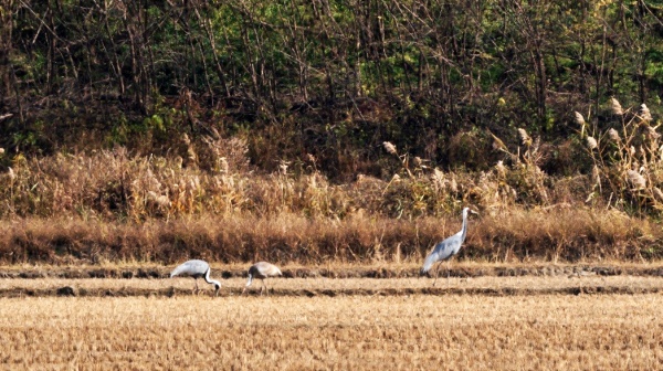 김포시 하성면 후평리에 나타난 재두루미. 천연기념물 제203호이자 야생생물 2급이다./사진=김포시청