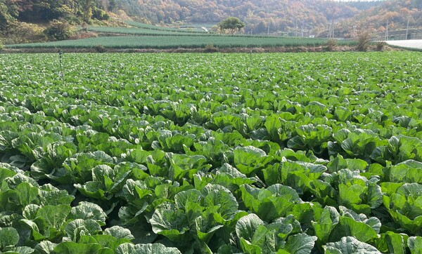 해남 화원면 노지배추 재배(사진=전라남도)
