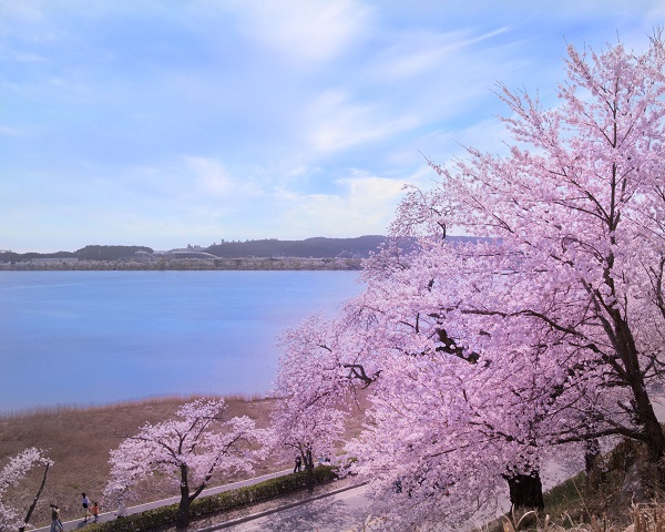 ▲강원도의 아름다운 벚꽃. 사진 제공=강원경제진흥원