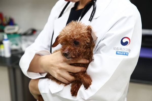 앞으로 반려동물을 수입, 판매할 때는 별도의 허가를 받아야 한다. 허가 없이 반려동물을 수입, 판매할 경우 2년 이하의 징역 또는 2000만원 이하의 벌금 처분을 받는다. 연합뉴스