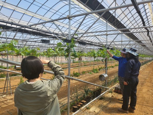 김포시농업기술센터에서는 김포에서 생산되는 샤인머스캣의 품질 향상을 위한 기술력 향상을 위해 고품질 샤인머스캣 재배 기술 이론교육 등을 실시하는 한편 찾아가는 현장 컨설팅 등을 준비하고 있다./사진=김포시청