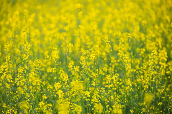창릉천 유채꽃밭./사진=고양시청