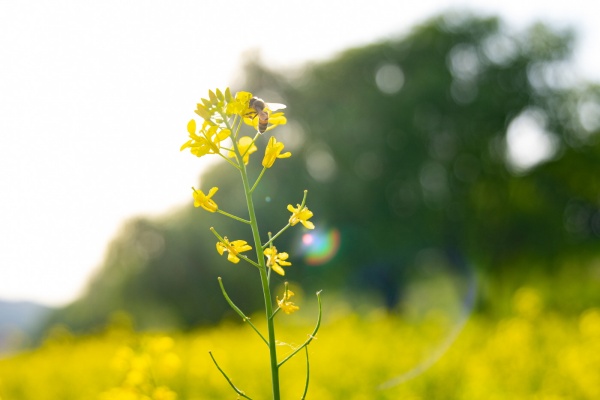 창릉천 유채꽃밭./사진=고양시청