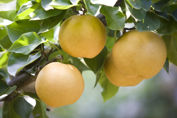 나뭇가지에 매달린 배(사진=전라남도)