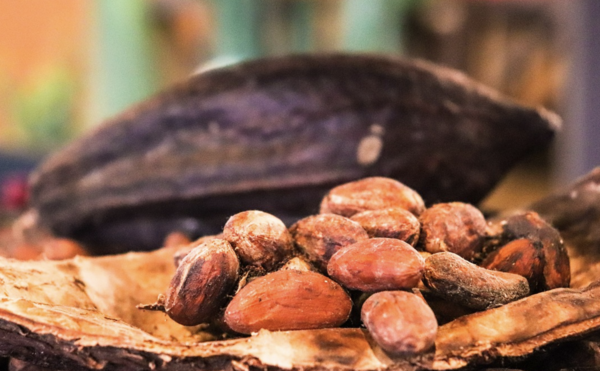 작황이 나빠 가격이 오르고 있는 코코아. 픽사베이 제공.