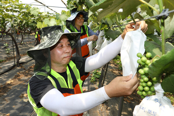 윤병운 NH투자증권 사장(왼쪽)과 이창욱 노조위원장이 김포 농가에서 포도봉지를 씌우는 모습. NH투자 제공.