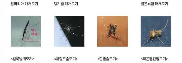 제주, 여름 휴가철 모기 매개 감염병 주의... 물리지 않는 것 최선