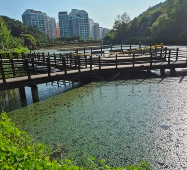 신안저수지는 인근 아파트 주민의  산책로로 이용되는 곳이다.