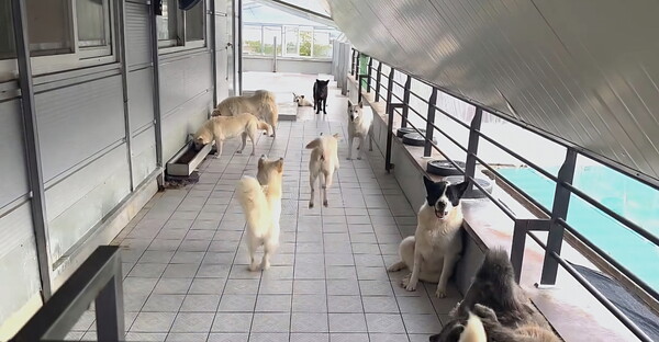 광주광역시가 유기동물 입양 활성화를 위해 유기동물 입양비를 지원하고 있다. (사진=광주광역시)