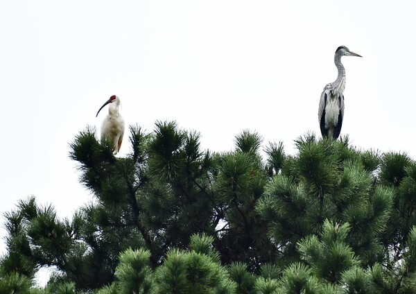 멸종위기 야생생물 Ⅱ급이자 천연기념물인 우포따오기.     창녕군 제공