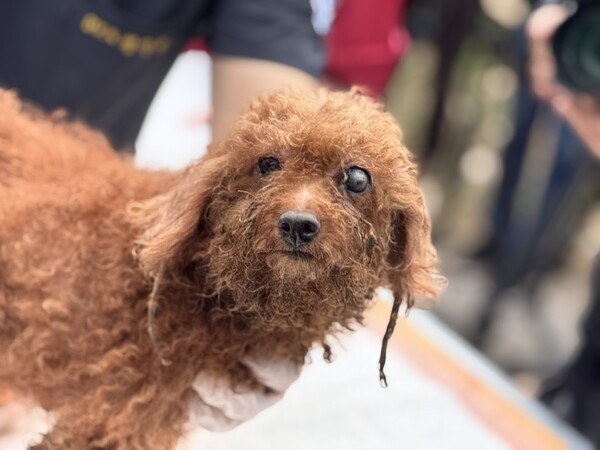 부산 강서구 불법 번식장에서 구조된 강아지의 모습.